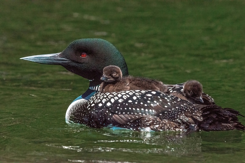 2022 D7100 Baby Loons Reduced June 4_030