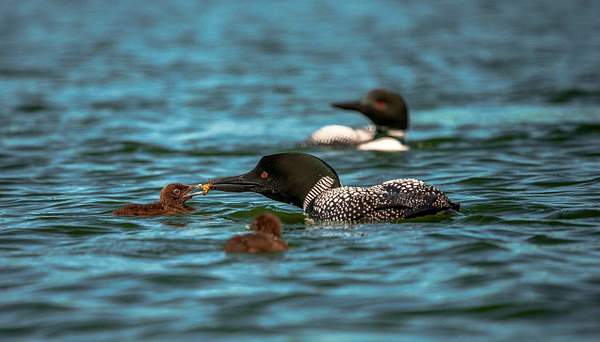 2022 Baby Northern Loons on Lake Dayhuff June 10th &...