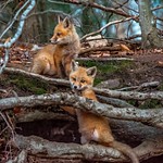 2022 Red Fox Kits/Pups Lake Dayhuff 2