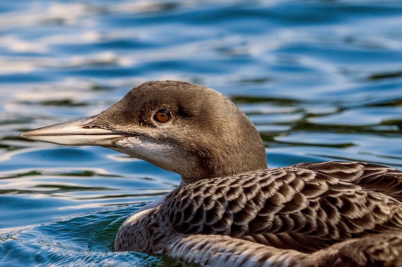 Wildlife  2021 D3500 Baby Loon NEF to DNG _4-FS3