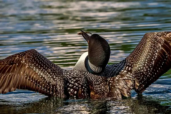 Wildlife  2021 D3500 Baby Loon NEF to DNG...