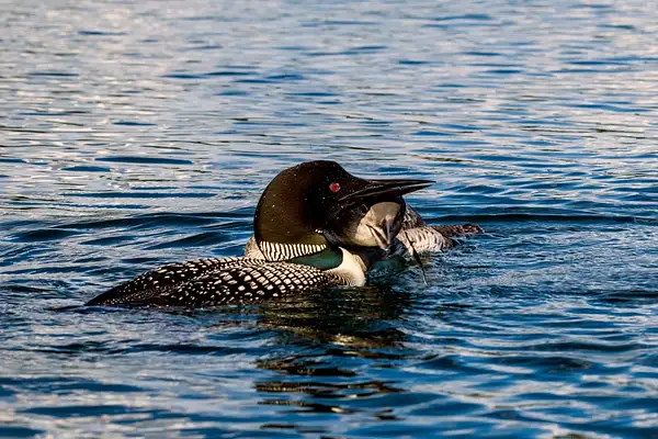 Wildlife  2021 D3500 Baby Loon NEF to DNG _56-FS2 by...