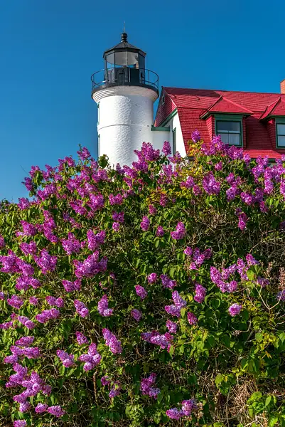 2023 Blooming Lilacs in the Spring at point Betsie...