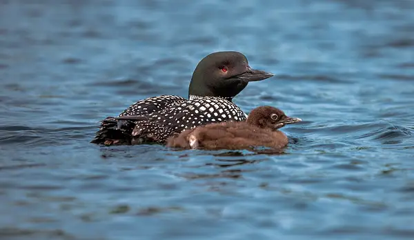 2023 Baby Loon on Dayhuff Lake in Boon, Michigan. by...