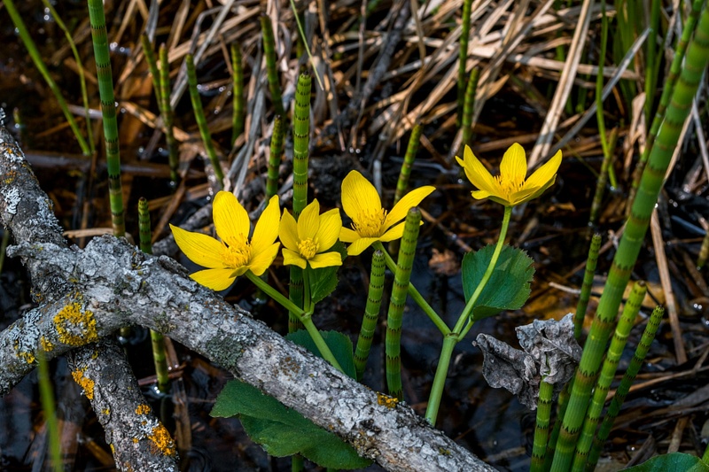 2021  D3500-FS3 Swamp Flowers UP Spring DNG_