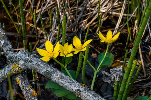 2021  D3500-FS3 Swamp Flowers UP Spring DNG_ by...