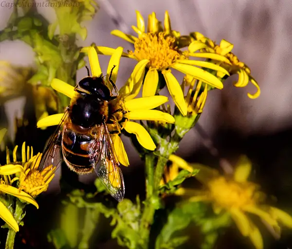 Bee Slurp by jgpittenger