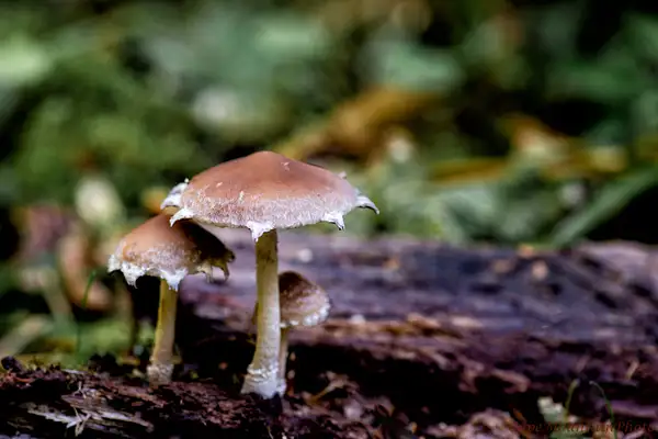 Magical Mushrooms by jgpittenger