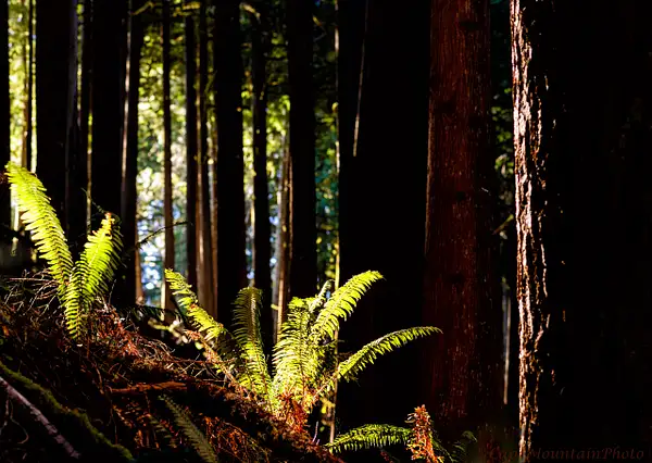 Light Falls Through Cedars by jgpittenger