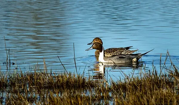 Pintail Duck Pair Out for a Date (1 of 1) by jgpittenger