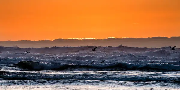 Seagulls Playing In the Sunset Surf by jgpittenger