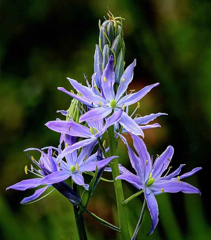 Focus Stacked Camas