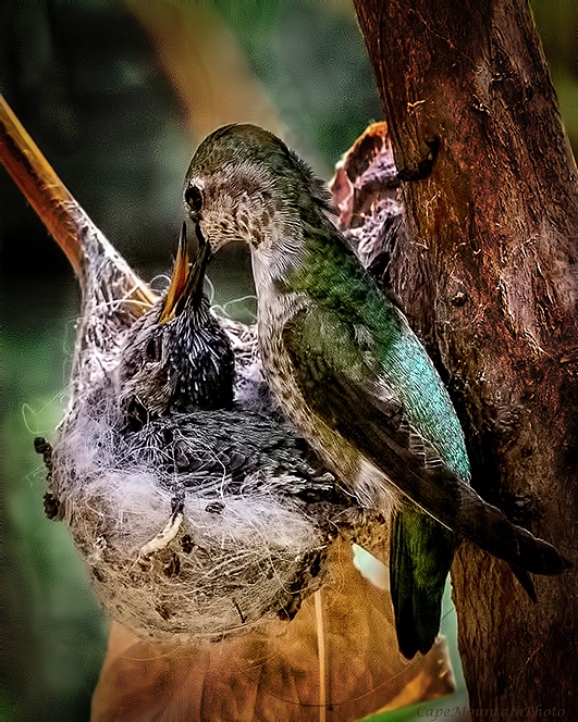 Mother Hummingbird Feeding Baby In Nest