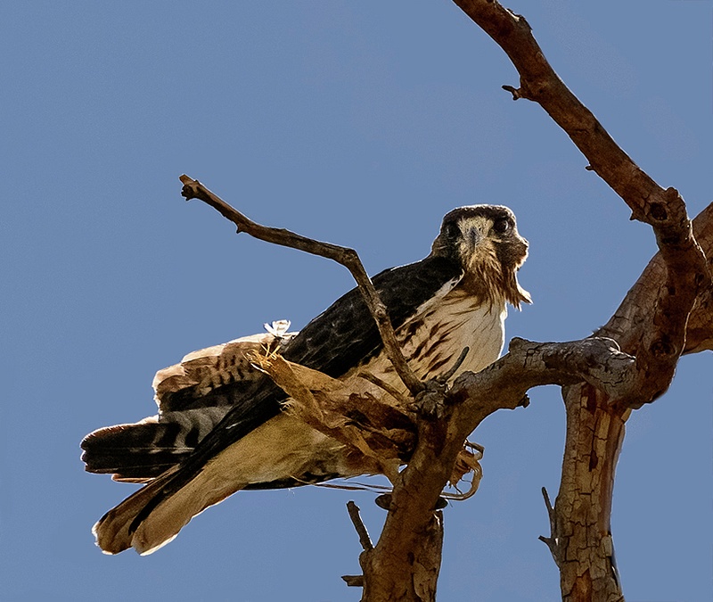Hawk Gathering Nesting Materials (1 of 1)