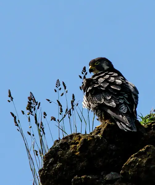 Peregrine Falcon by jgpittenger