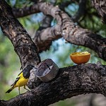 Arizona Birds
