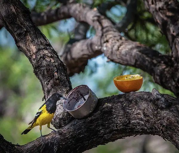 Arizona Birds by jgpittenger