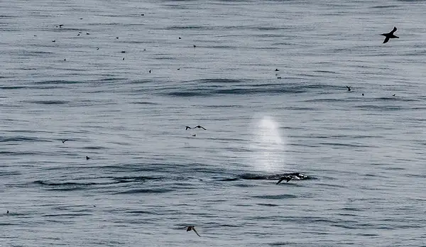 Whale Spout by jgpittenger