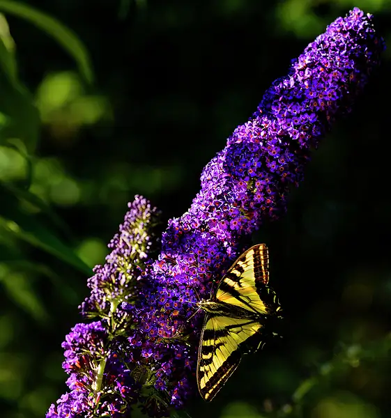 Butterfly on Butterfly Bush by jgpittenger