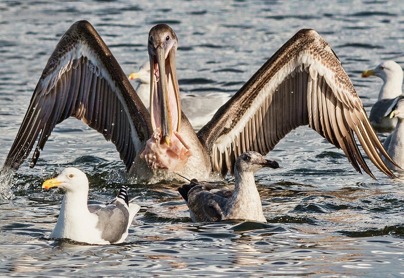 Pelican Lunching With Entourage