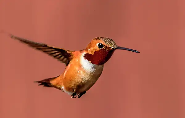 Rufous Fly By by jgpittenger