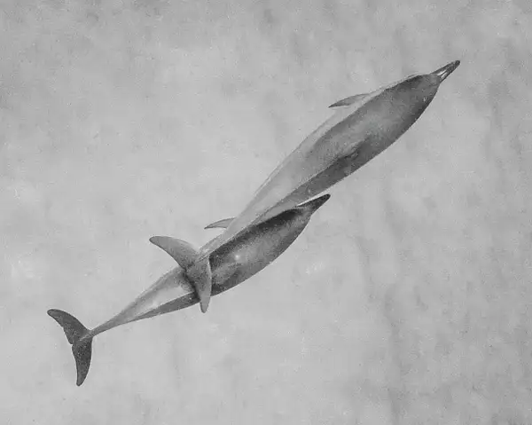 Two Dolphins Black and White by jgpittenger