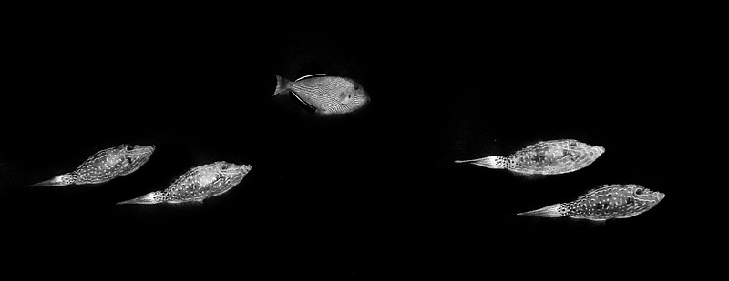 Black and White Triggerfish School and Friend