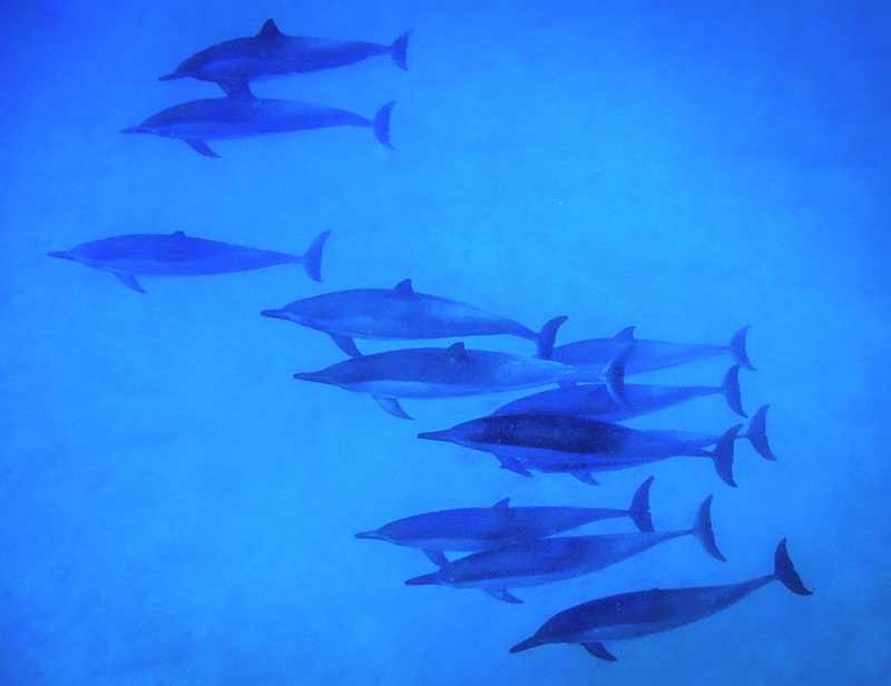 Dolphins In Formation