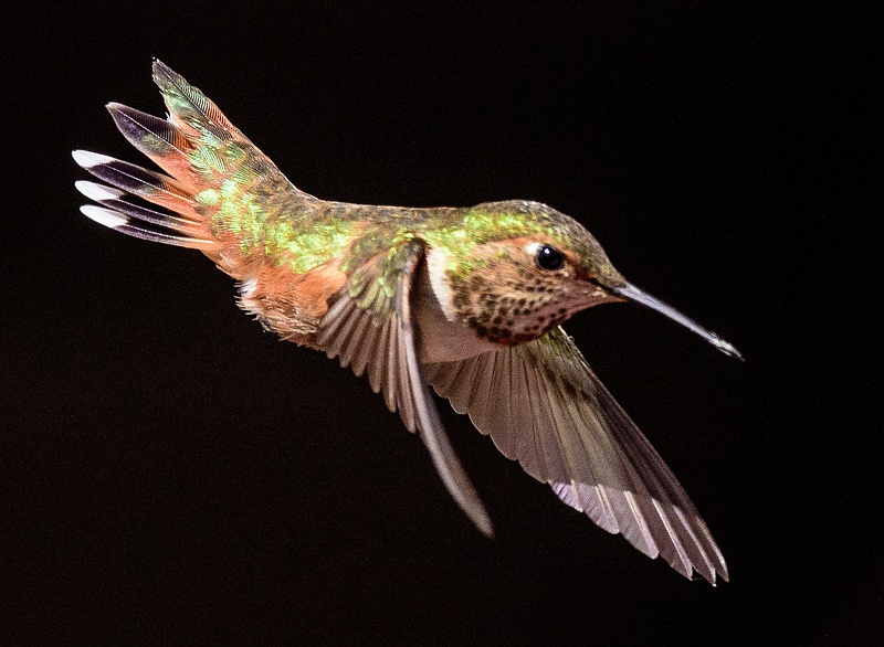 Female Rufous Taking A Divey