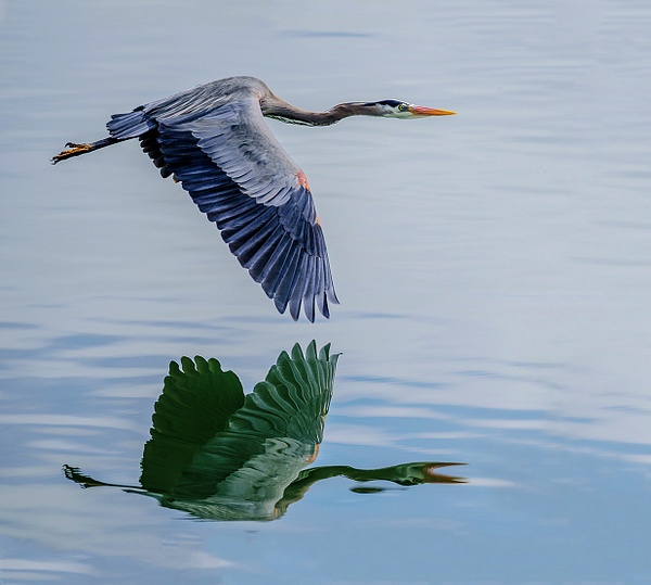 Flying Heron Reflected
