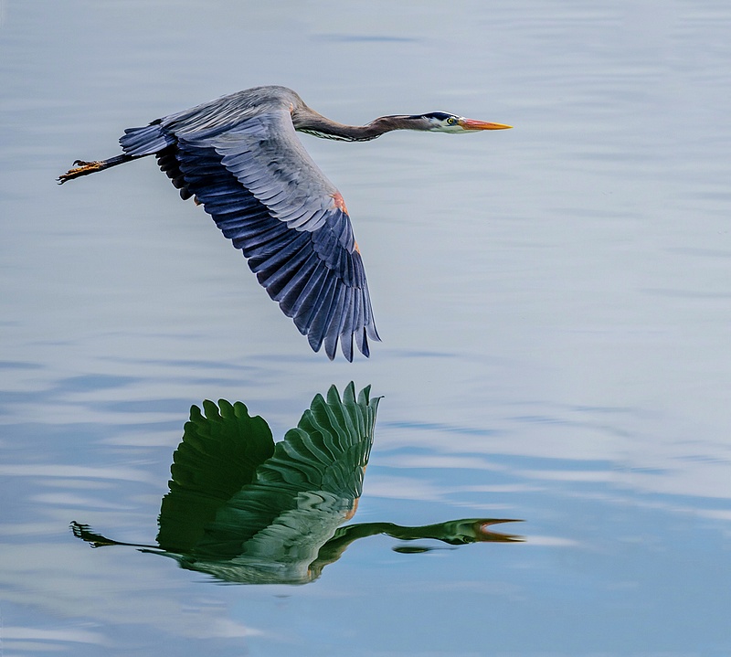 Flying Heron Reflected