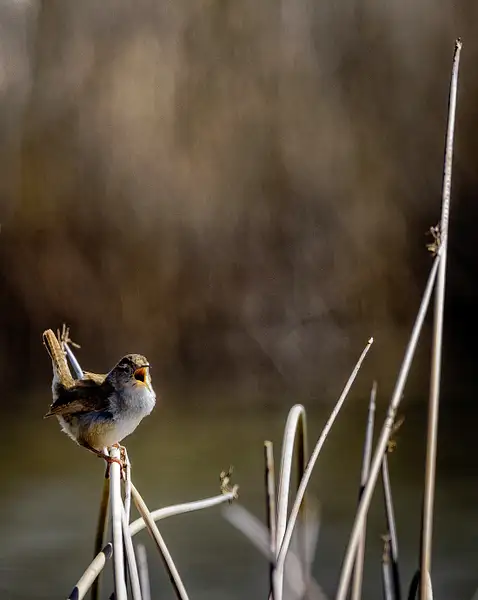 Marsh Wren Singing His Heart Out by jgpittenger