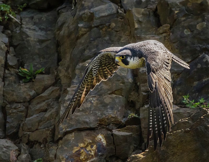 Peregrine Falcon Flying Back To the Nest 2 (1 of 1)