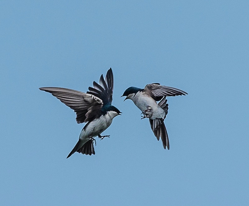 Tree Swallow Foreplay