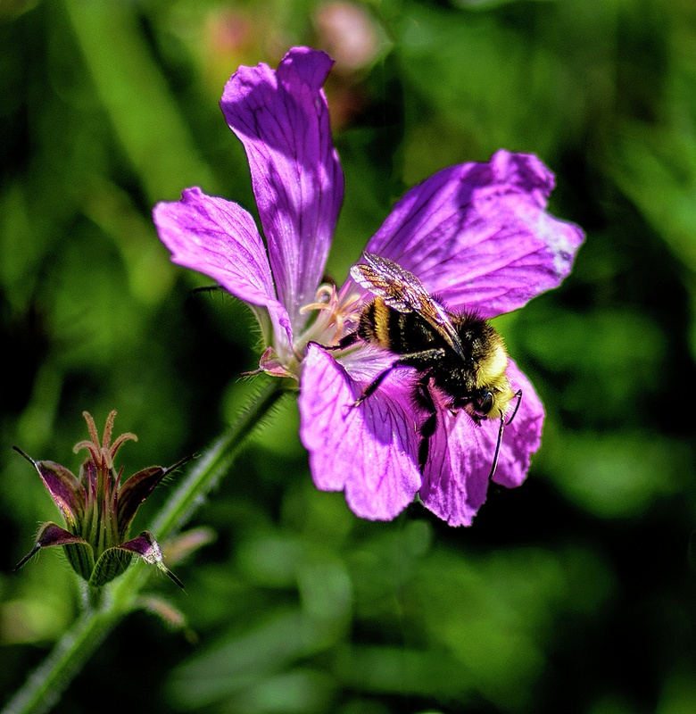 Bee On Wild Geranium