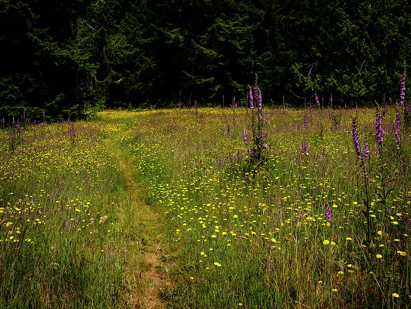Trail Through Foxglove and Dandelion Meadow