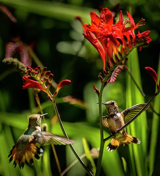 Hummingbird Territorial Dispute of 1) by jgpittenger