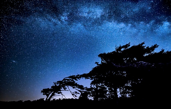 Milky Way Over Windblown Tree