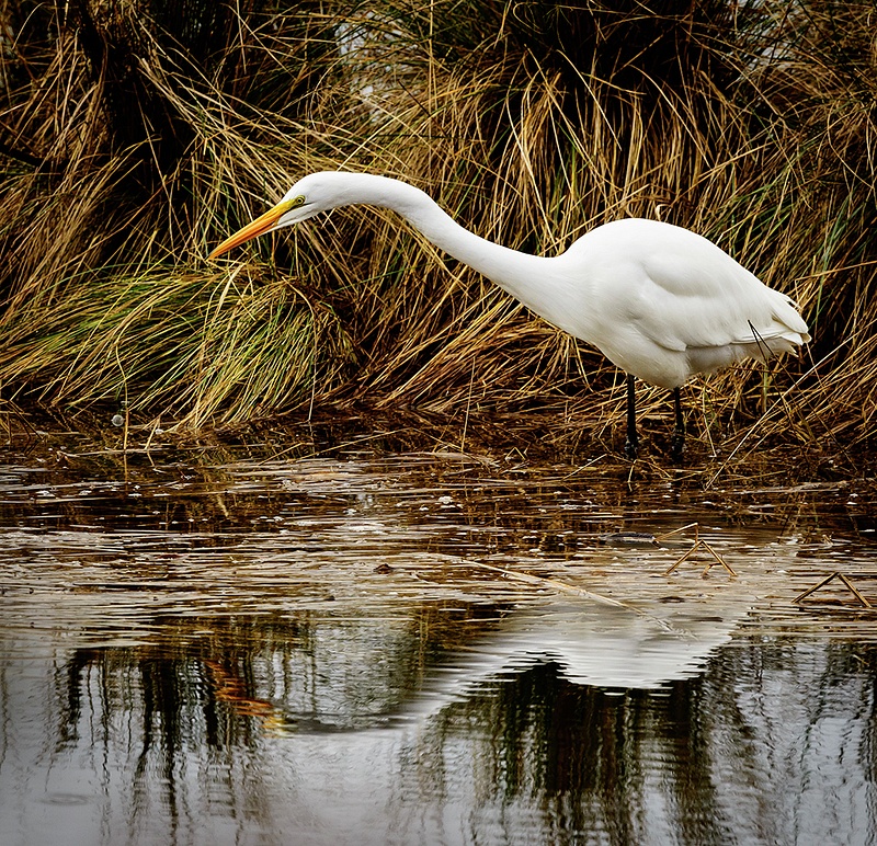 White Egret At Waite Ranch