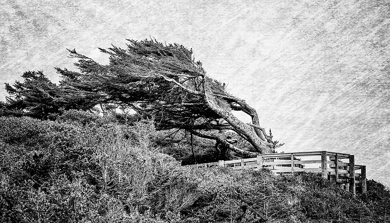 windblown Tree for Textures b and wpy