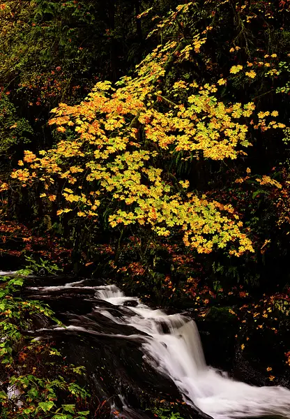 Sweet Creek in the Fall by jgpittenger