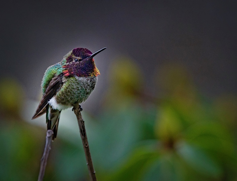 Annas Hummingbird Sitting On A Stick of 1)