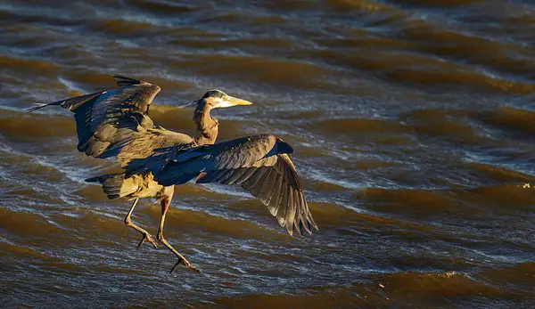 Blue Heron Landing by jgpittenger