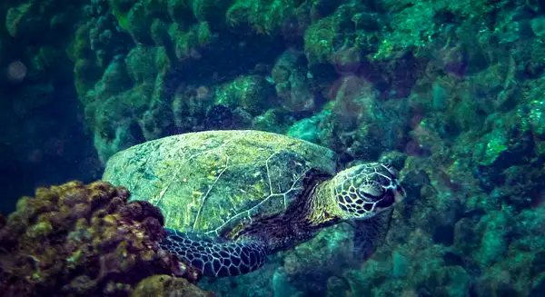 Sea Turtle by jgpittenger