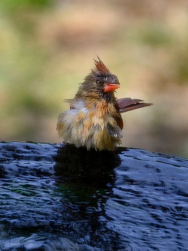 Northern Cardinal Female Taking a Bath
