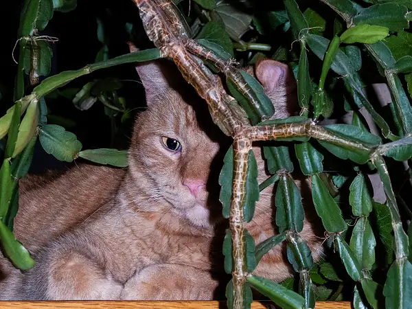 Zumbo resorts to Being a Jungle Cat by jgpittenger