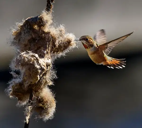 Hummer Gathering Nesting Materials with Spread Tail...