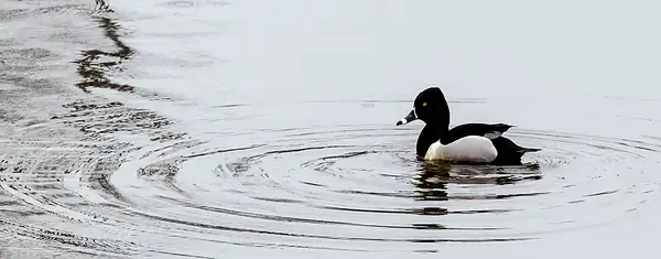 Ring Necked Duck by jgpittenger