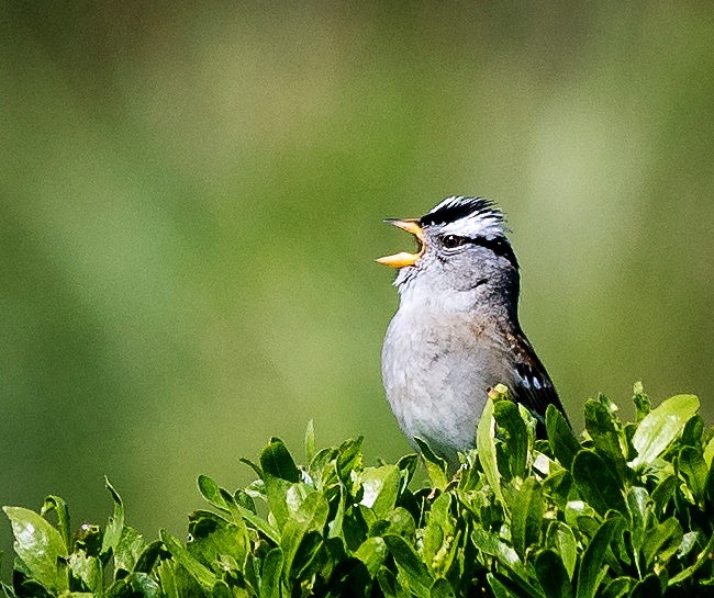 White Crowned Sparrow Singing His Heart Out (1 of 1)