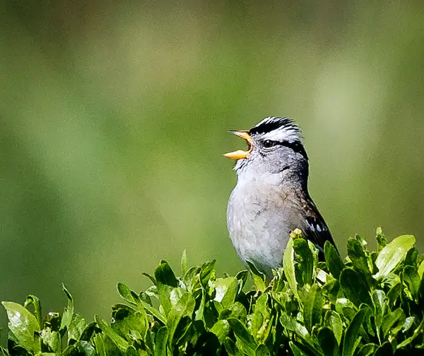 White Crowned Sparrow Singing His Heart Out (1 of 1) by...